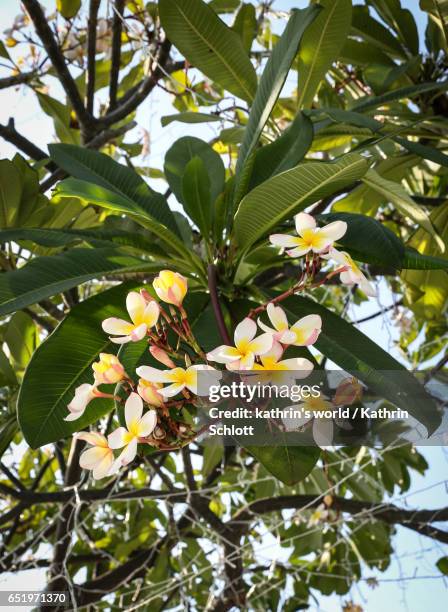 plumeria - baumblüte 個照片及圖片檔