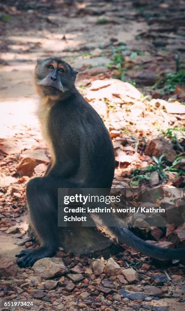 macaque - wilde tiere 個照片及圖片檔