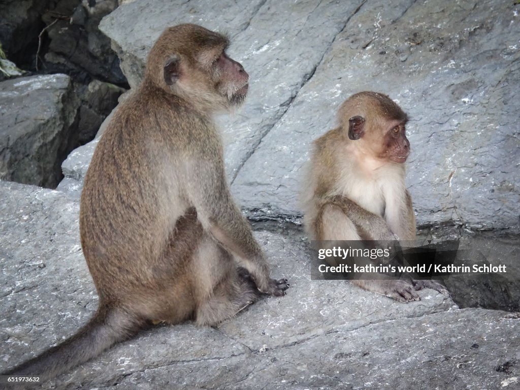 Macaques