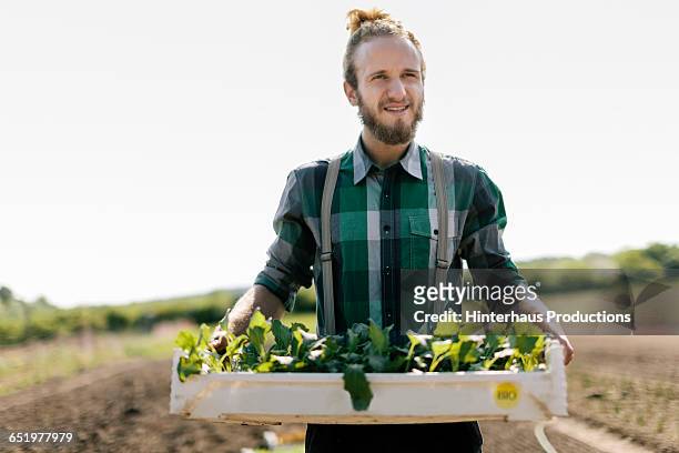 organic framer carrying tray of young plants - organischer bauernhof stock-fotos und bilder