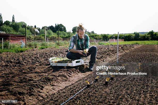 organic farmer worknig with plants - 1 earth productions stock pictures, royalty-free photos & images