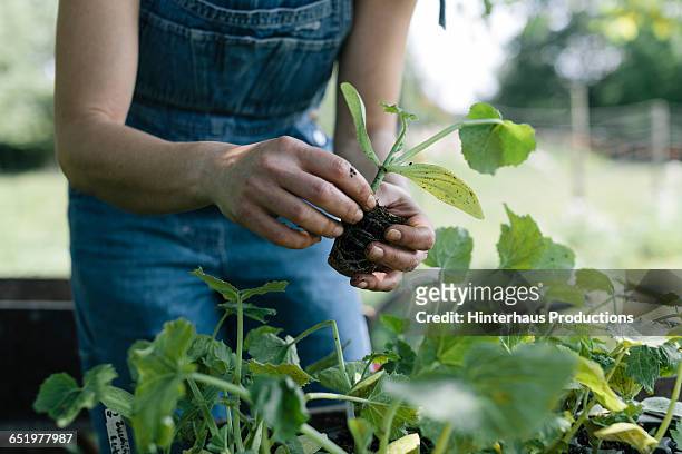 organic farmer working in plant nursery - einpflanzen stock-fotos und bilder