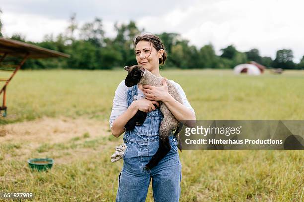 organic farmer caring for  lamb - land stock-fotos und bilder