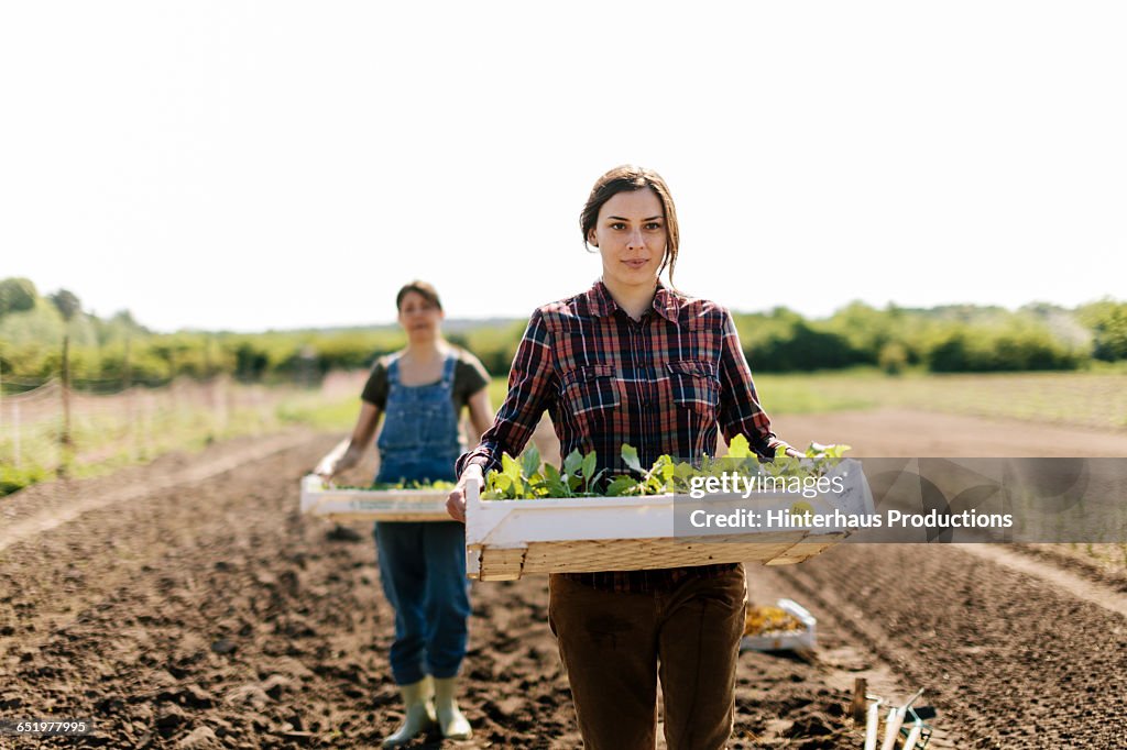 Organic Farmer with young Plants