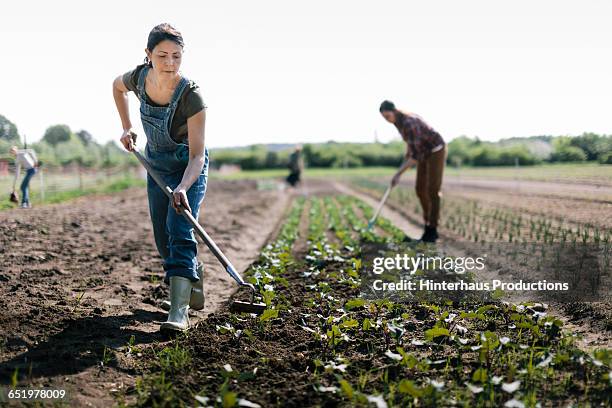 organic farmer working in field - ho stock pictures, royalty-free photos & images