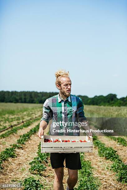young farmer with freshly picked strawberries - erdbeerfeld stock-fotos und bilder