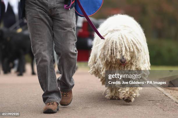 Komondor dog arrives for day three of Crufts 2017 at the NEC in Birmingham.