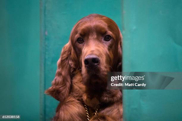 Irish Setter looks out of its bench on the third day of Crufts Dog Show at the NEC Arena on March 11, 2017 in Birmingham, England. First held in...