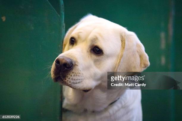 Labrador looks out from its bench on the third day of Crufts Dog Show at the NEC Arena on March 11, 2017 in Birmingham, England. First held in 1891,...