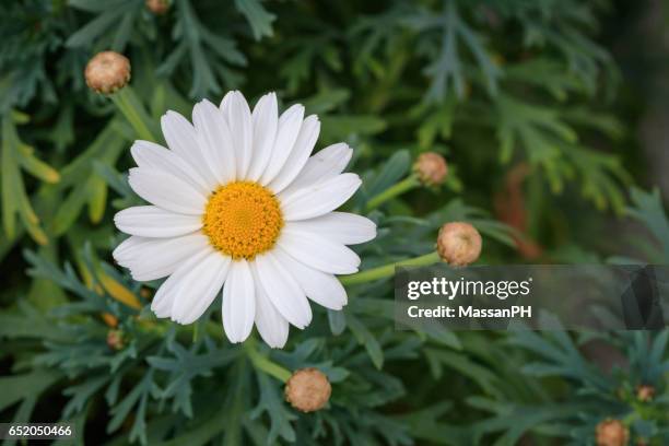 white and yellow pyrethrum flower in a vase with green background - pyrethrum stock pictures, royalty-free photos & images