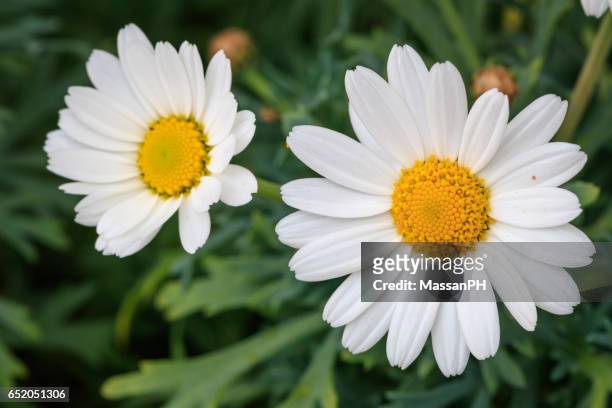 white and yellow pyrethrum flower in a vase with green background - pyrethrum stock pictures, royalty-free photos & images