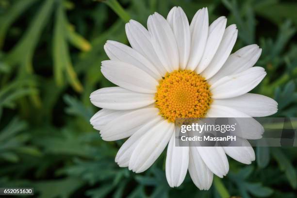 white and yellow pyrethrum flower in a vase with green background - pyrethrum stock pictures, royalty-free photos & images