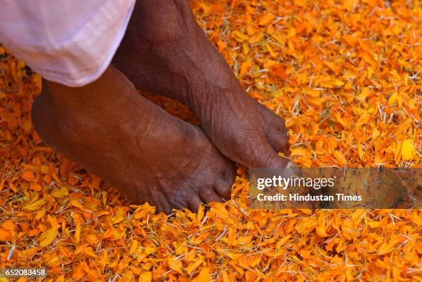 Widow puts her feets into the flower petals as she plays Holi at Gopinath temple, Vrindavan, on March 9, 2017 in Mumbai, India. Holi is a Hindu...