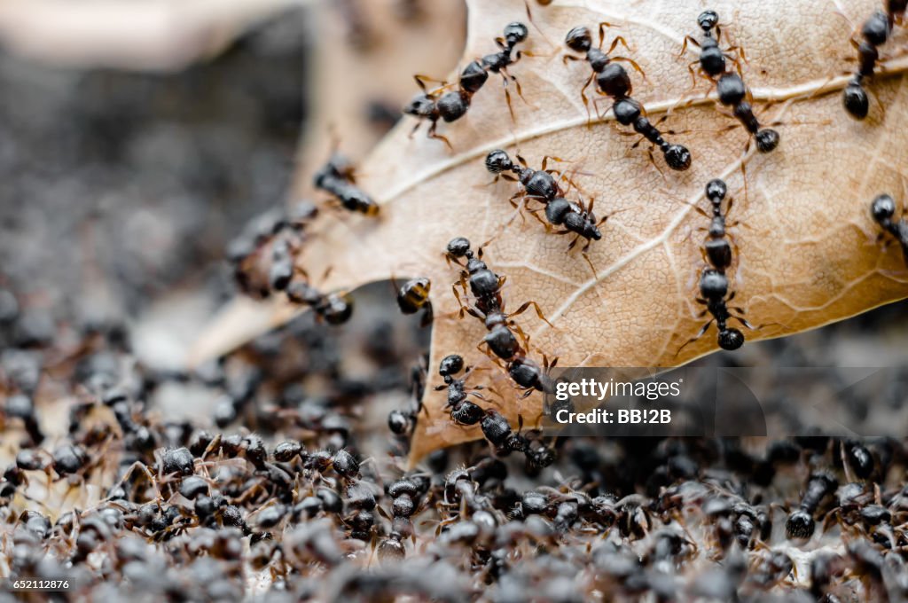 Ants Battle Macro