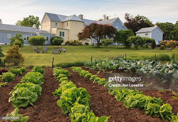 vegatable garden with lettuce - lettuce garden stock pictures, royalty-free photos & images