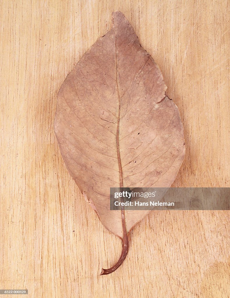 Dried Leaf on Wood