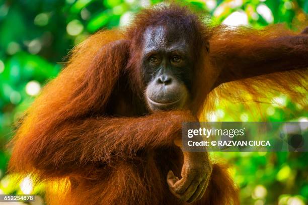 orangutan - eiland borneo stockfoto's en -beelden