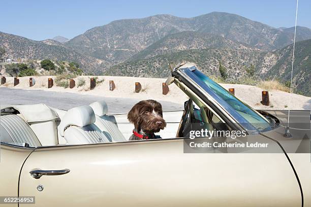 young dog in vintage convertible in mountains - offbeat stock pictures, royalty-free photos & images