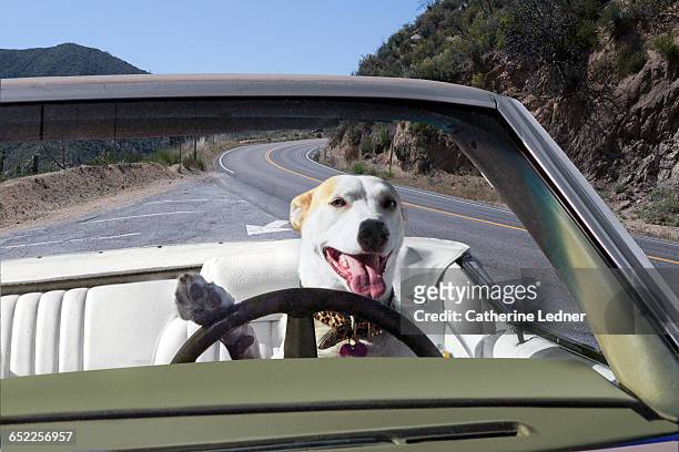 dog driving convertible in the mountains - animal car stock-fotos und bilder