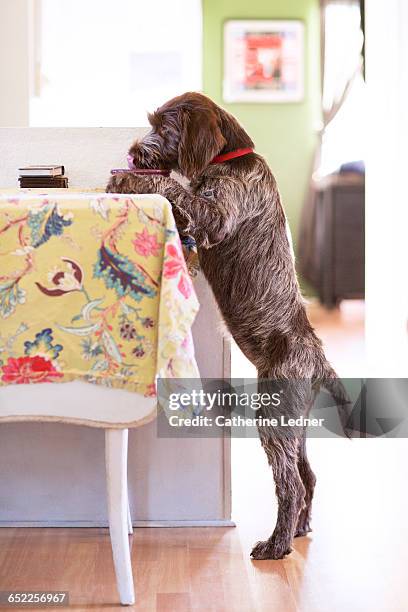 dog standing up and eating at the table - funny dog eating stock pictures, royalty-free photos & images