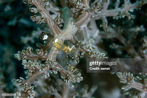 anemone shrimp on a soft coral - ancylomenes sp - anemone sp stock pictures, royalty-free photos & images