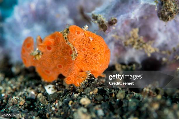 small painted frogfish - antennarius pictus - anglerfish stock pictures, royalty-free photos & images