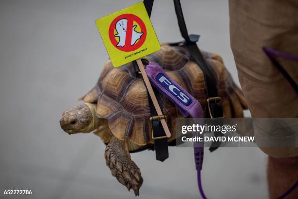 Protesting Turtles 349 Turtle With Glasses Stock Photos, High-Res Pictures, and Images ...