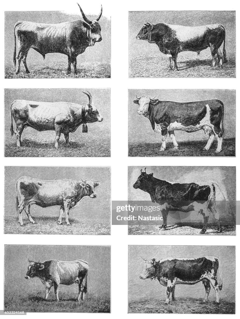 Cattle