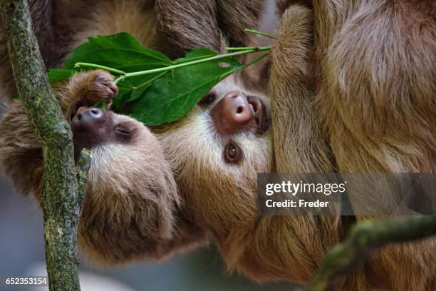 perezosos de dos dedos - two toed sloth fotografías e imágenes de stock