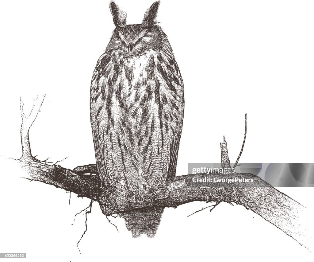 Eurasian Eagle Owl Perching On Tree Limb