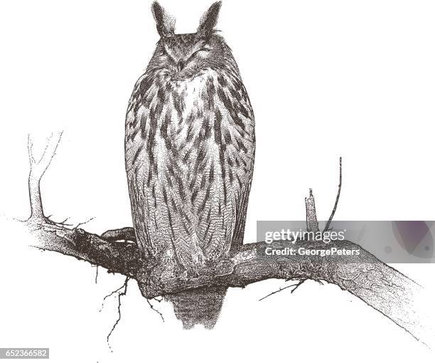eurasian eagle owl perching on tree limb - eurasian eagle owl stock illustrations