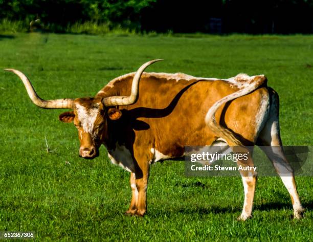 longhorn steer in an open field. - longhorn photography stock pictures, royalty-free photos & images