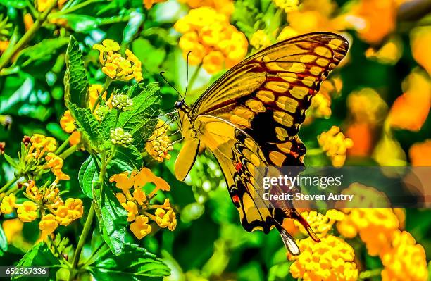 yellow butterfly perching on lantana. - waco stock-fotos und bilder