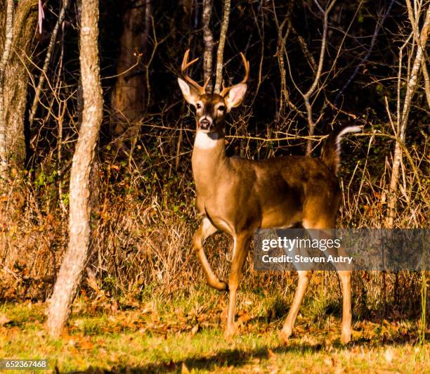 deer standing alone in the woods. - waco stock-fotos und bilder