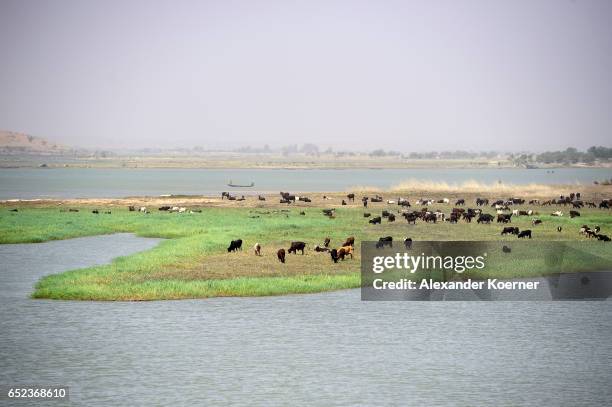 Cows are seen on a bank of the river Niger on the outskirts of Gao on March 7, 2017 in Gao, Mali. Each week locals and Touareg nomads gather at the...