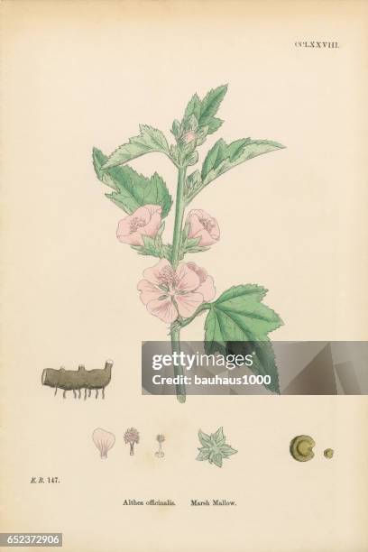 illustrazioni stock, clip art, cartoni animati e icone di tendenza di marsh mallow, althea officinalis, illustrazione botanica vittoriana, 1863 - bismalva