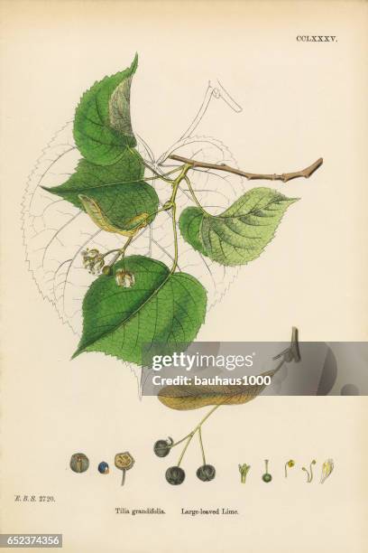 large-leaved lime, tilia grandifolia, victorian botanical illustration, 1863 - beech tree stock illustrations