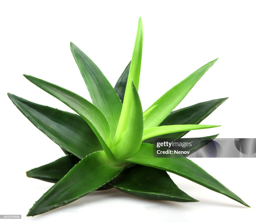 Aloe vera plant isolated on white