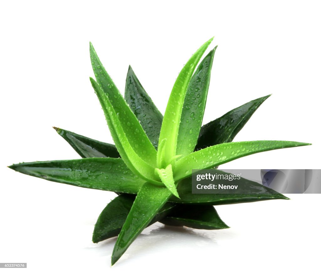 Aloe vera plant isolated on white