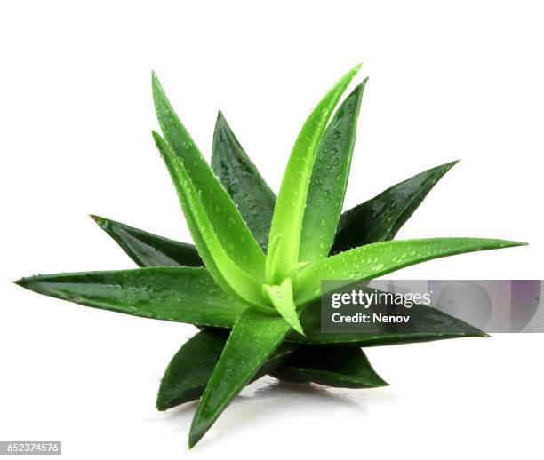 aloe vera plant isolated on white - alovera-plant stock pictures, royalty-free photos & images