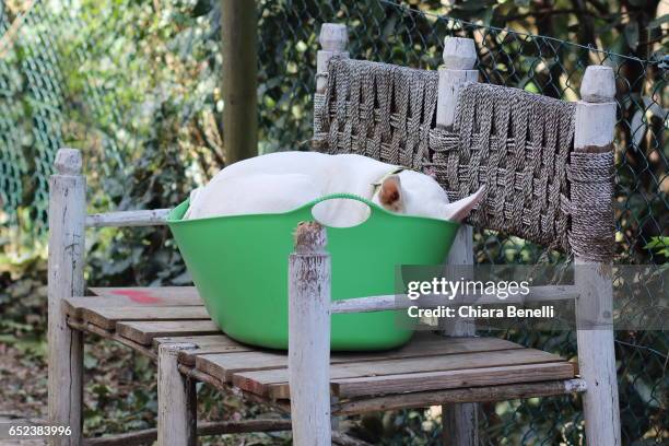 dog sleeps in the laundry basket - cane di razza - fotografias e filmes do acervo