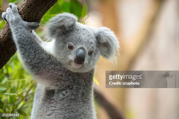 9,867 Koala Photos and Premium High Res Pictures - Getty Images