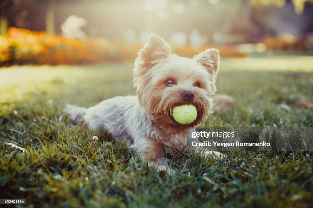 Beautiful yorkshire terrier playing with a ball on a grass