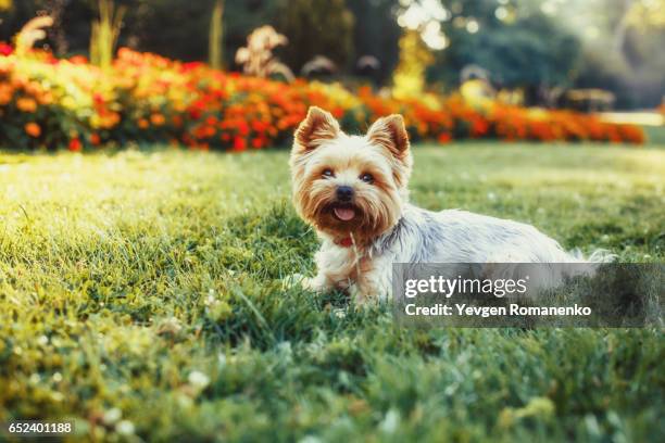 beautiful yorkshire terrier playing with a ball on a grass - yorkshire terrier imagens e fotografias de stock