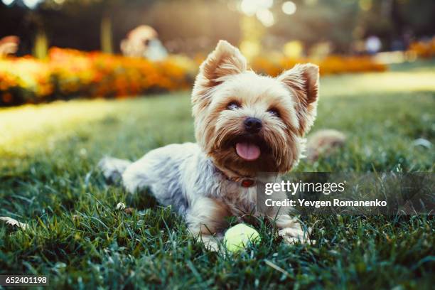 beautiful yorkshire terrier playing with a ball on a grass - yorkshireterrier stock-fotos und bilder