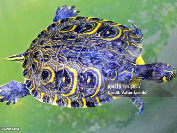yellow-bellied slider turtle (trachemys scripta subsp. scripta) - emídidos fotografías e imágenes de stock