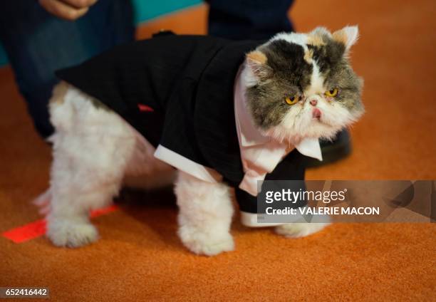 Phil the Cat from "Aaron's Animals" arrives for the 30th Annual Nickelodeon Kids' Choice Awards, March 11 at the Galen Center on the University of...
