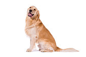 Golden Retriever adult sitting clowning at camera isolated on white