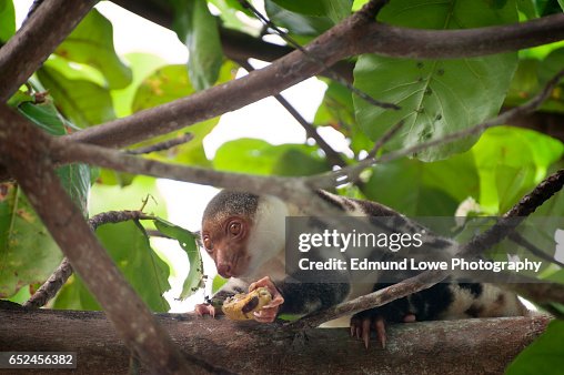 Common Spotted Cuscus Common Spotted Cuscus