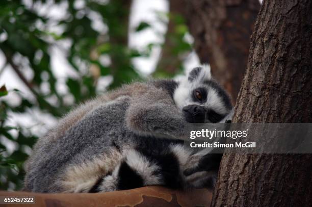 quirky moments - lemur stock pictures, royalty-free photos & images